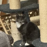 Photo of Possum The Night Agent