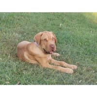 Photo of Hurley *$350 Adoption Fee*