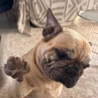 Photo of Rubble *$350 Adoption Fee*