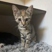 Photo of Tabitha