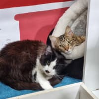 Photo of Tango