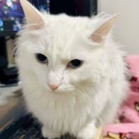 Photo of Mochi 