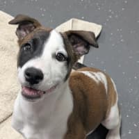 Photo of Kiah (Ex Ash)