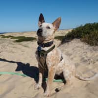 Photo of Xena