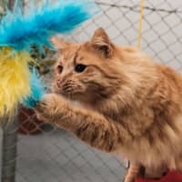 Photo of Gaston Quinnell