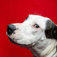 Photo of Bruno   2 Year Old Great Dane X Bull Arab