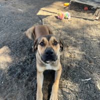 Photo of Bailey