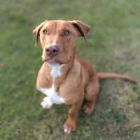 Photo of Stimpy