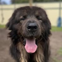 Photo of Hunter