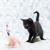 Photo of Zazou Zia ** 2nd Chance Cat Rescue**