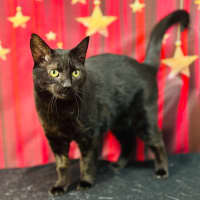 Photo of Bucky   Located In Preston