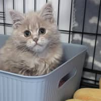 Photo of Butter Bean 💙