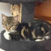 Photo of Frayeno **2nd Chance Cat Rescue**