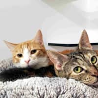 Photo of Mum Sua013024 & Ginger Ninja Sua013023