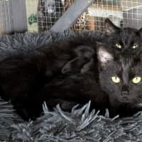 Photo of Marsha (And Alice)