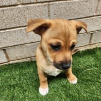 Photo of Tex   16 Week Old Chihuahua X Fox Terrier (Trial)