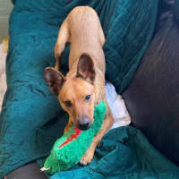 Photo of Dingo