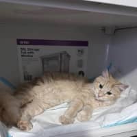 Photo of Kaiya *9 Lives Project Rescue*
