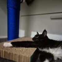 Photo of Oreo