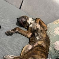 Photo of Kahu