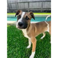 Photo of Guinness *$350 Adoption Fee*