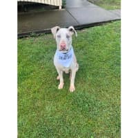 Photo of Napoleon *$250 Adoption Fee*