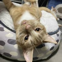 Photo of Cleo 🍁👑