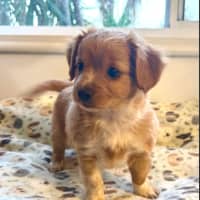 Photo of Ruby