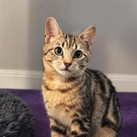 Photo of Puddles