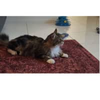 Photo of Coco