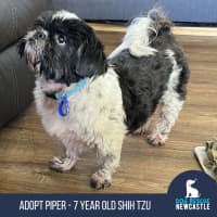 Photo of Piper💖7yo, Shih Tzu Girl (On Trial 14/9/25)