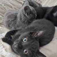 Photo of Tamworth Meet Me@Petstock Keysborough Store 