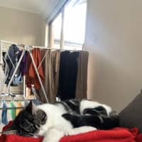 Photo of Poppy (Was Betty)