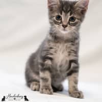 Photo of Grayson