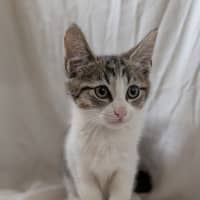 Photo of Chip