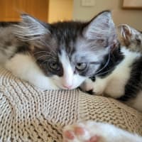 Photo of Cherry   Available From 20/1