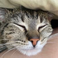 Photo of Sunny 