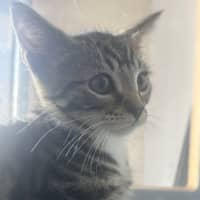 Photo of Cassius 