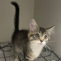 Photo of Mustang