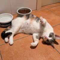 Photo of 🐾 Buffy 🐾