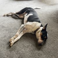 Photo of Archie