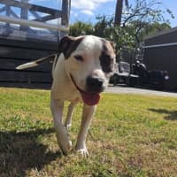 Photo of Blaze Newhaven