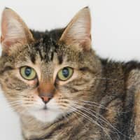 Photo of Pip