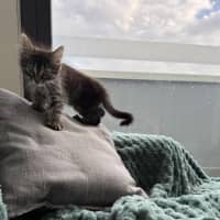 Photo of Lilly & Banjo