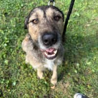 Photo of Oscar   4 Year Old Wolfhound X