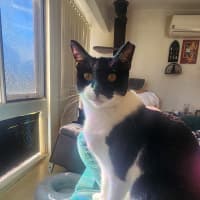 Photo of Tippy