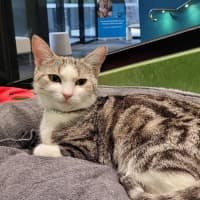 Photo of Saffron