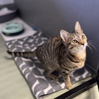 Photo of Nala