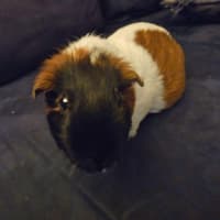 Photo of Franky