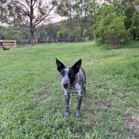 Photo of Zorro